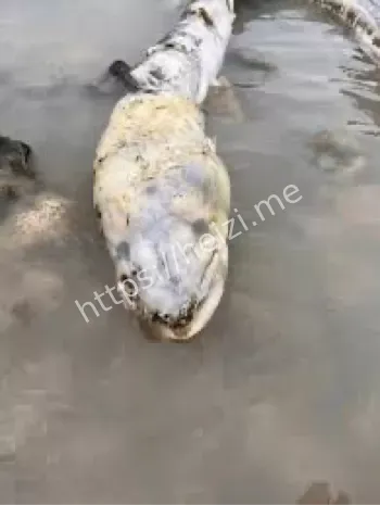 英国海怪骷髅头鱼尾现身