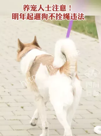 遛狗必须拴绳